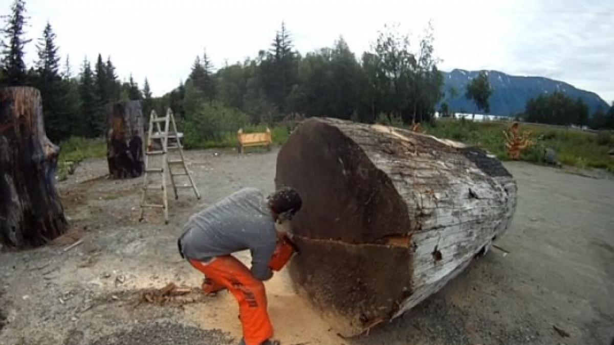 a luat o drujba mare si a inceput sa taie un trunchi urias ce a iesit de acolo este fara cuvinte