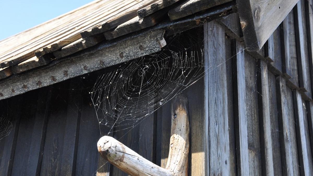 solutia naturala care te scapa de toti paianjenii din casa