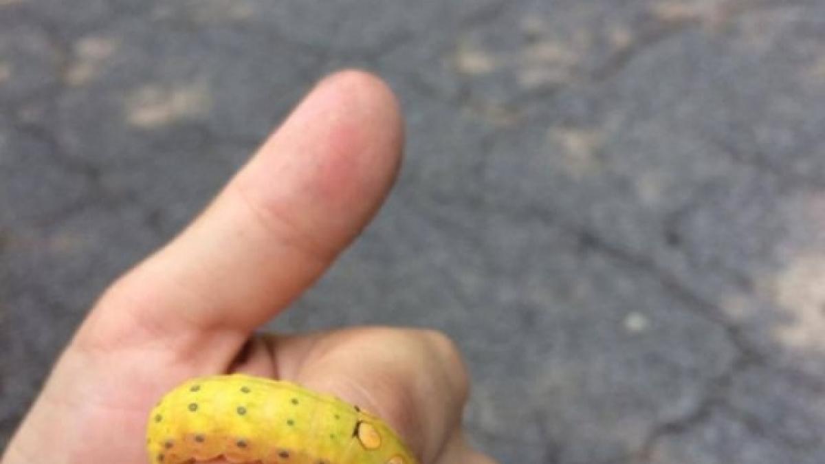 a gasit in parc un vierme extrem de ciudat si s a hotarat sa il ia acasa si sa il creasca cand a