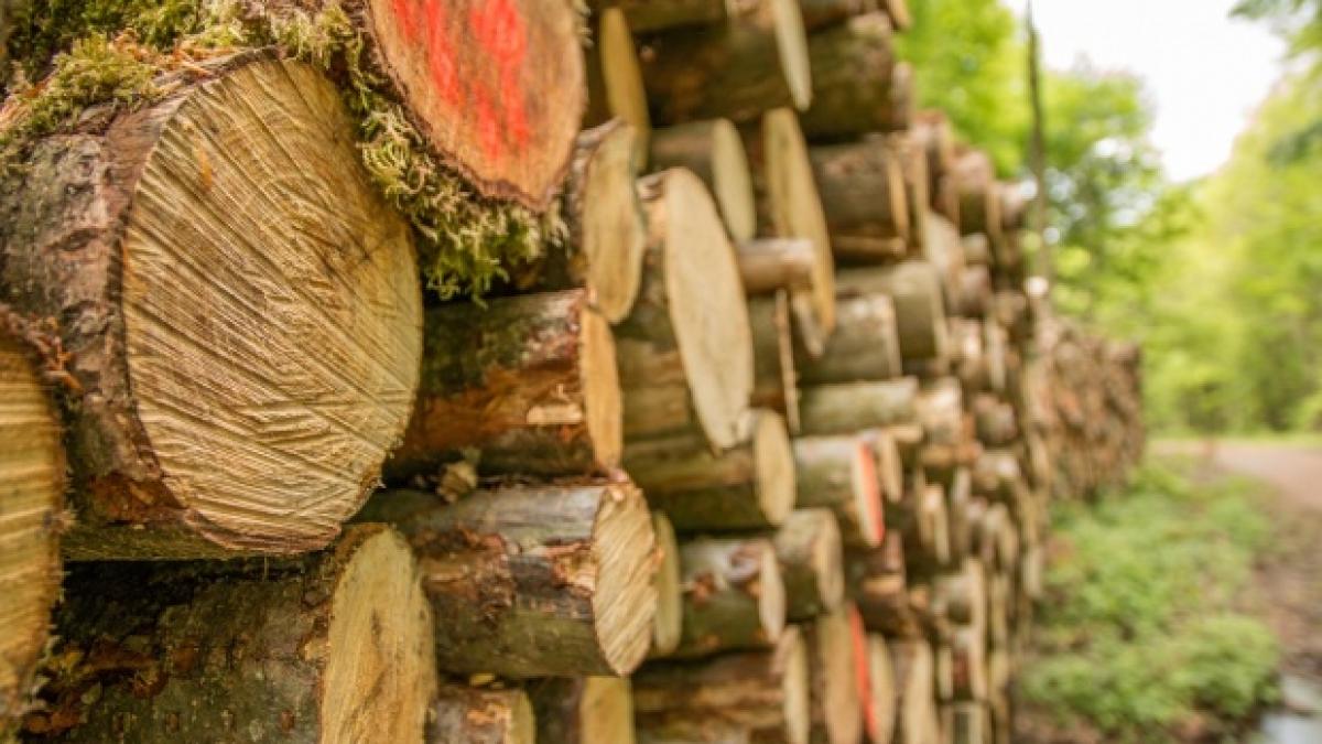 lovitura pentru holzindustrie schweighofer ce se intampla cu lemnul taiat ilegal din romania