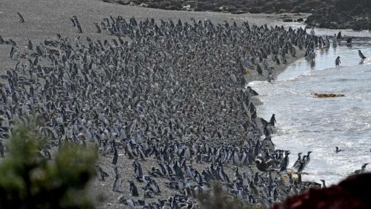 ati vazut vreodata un milion de pinguini la un loc record mondial stabilit in argentina video
