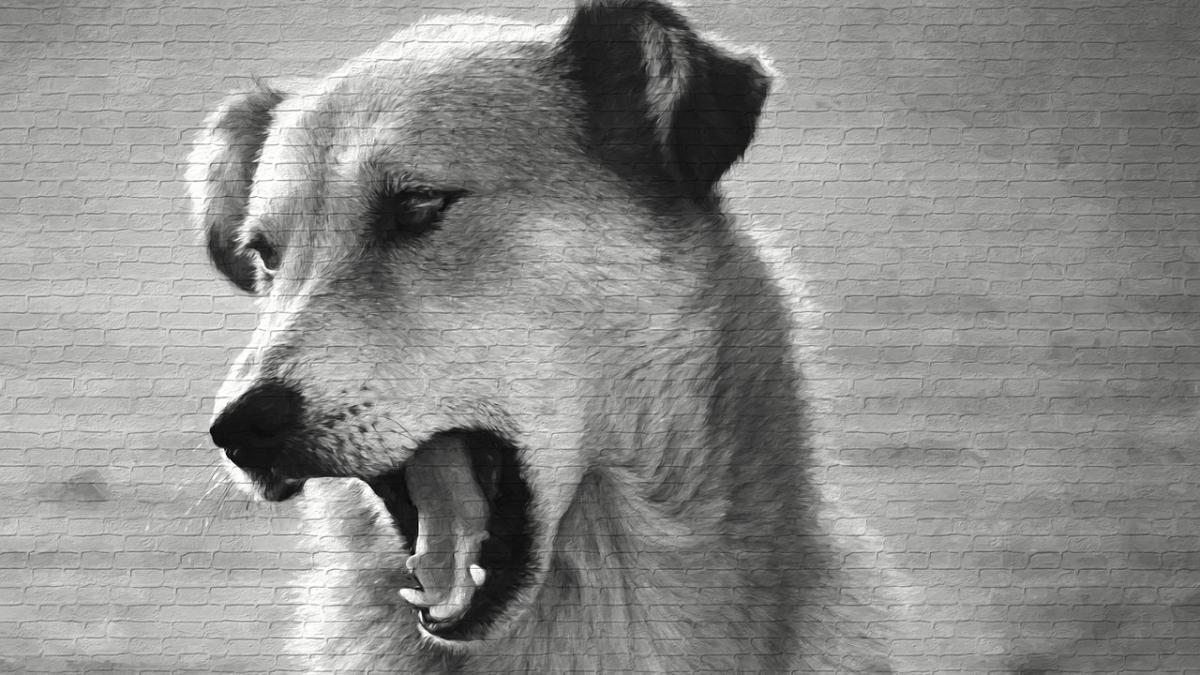 copil sfasiat de caini in iasi e incredibil ce s a intamplat sub privirile trecatorilor