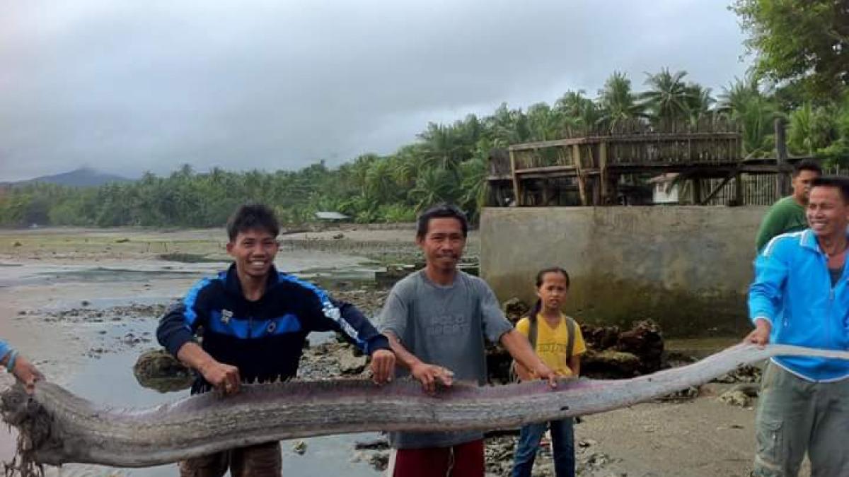 fenomen extrem de rar in filipine cum arata cel mai lung peste din lume