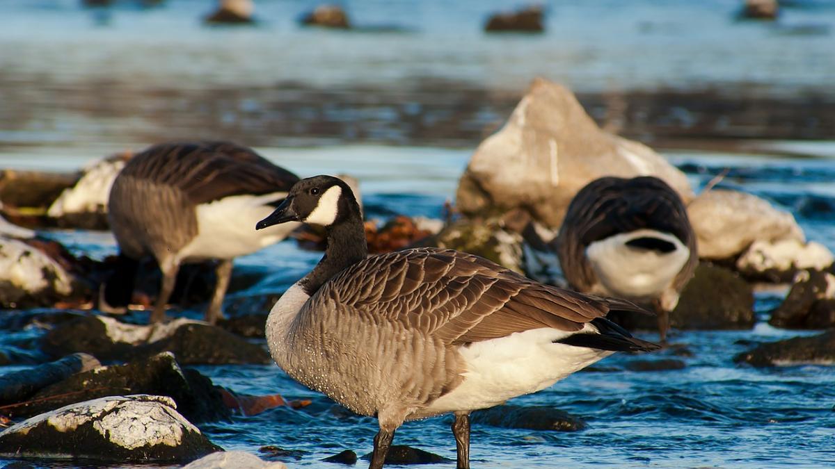 gripa aviara in centrul bucurestiului