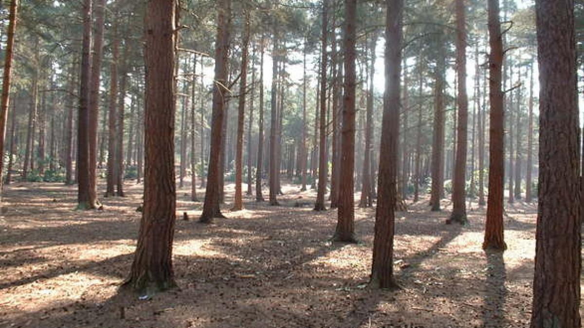 se plimbau prin padure cand au facut o descoperire socanta oamenii au chemat imediat autoritatile