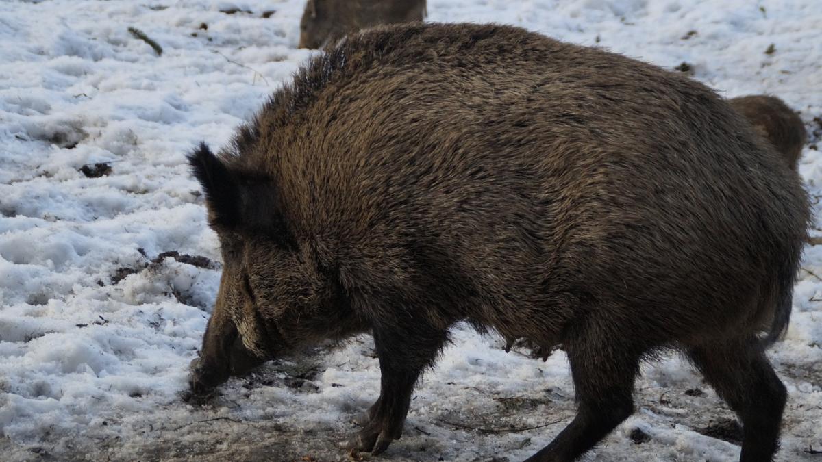 criza inedita in domeniul alimentar porcii mistreti din cehia au mancat o specie de ciuperci