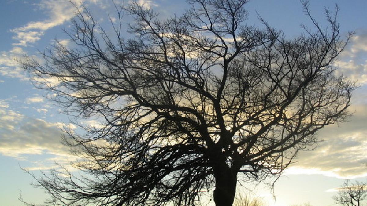 alerta meteo cod galben de vant puternic in mai multe judete