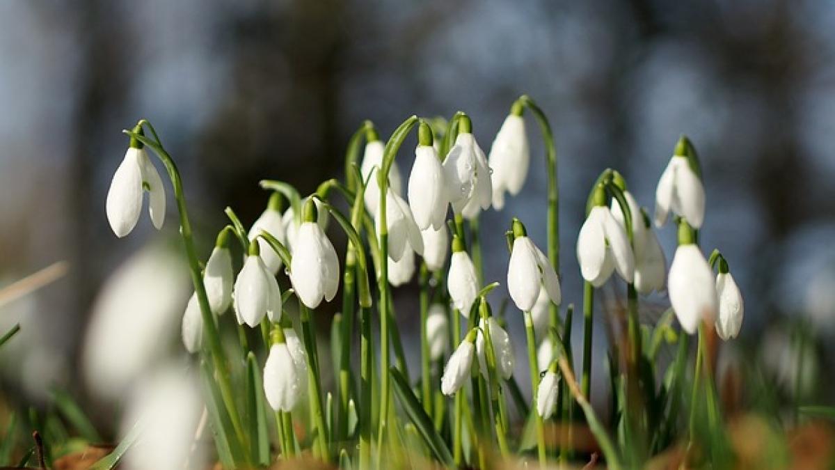 prognoza meteo vreme anormal de calda in urmatoarele zile