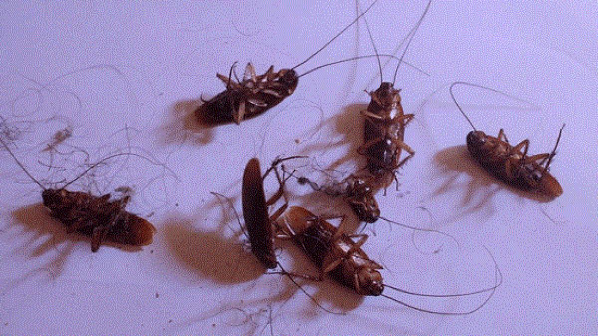 a pus asta in fiecare colt al casei a doua zi toti gandacii erau morti