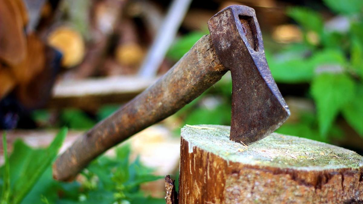 tara care nu mai accepta taierea nici macar a unui copac