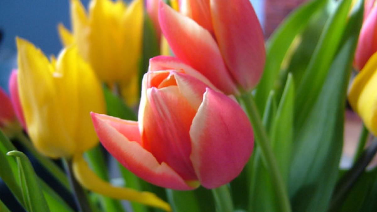 babele de martie cum se aleg babele in functie de zona tarii traditii si obiceiuri in luna martie