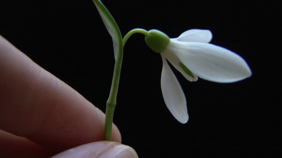 eroii zilei elevii care impart zambete de martisor