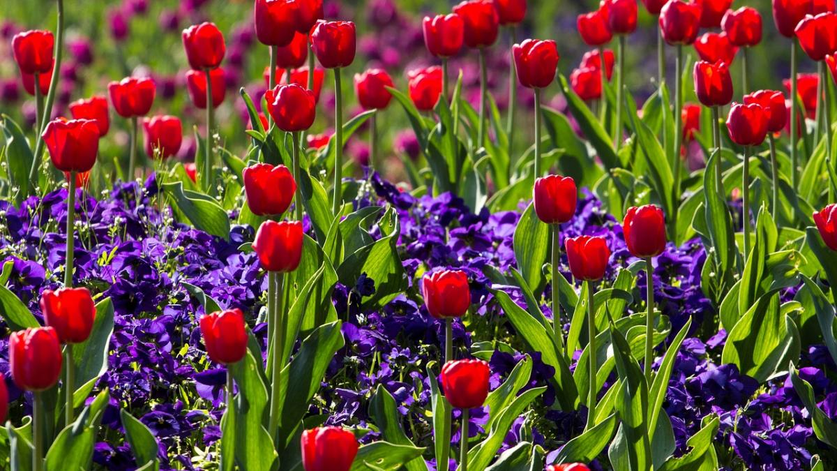 prima zi de primavara martie vine cu temperaturi de 20 de grade