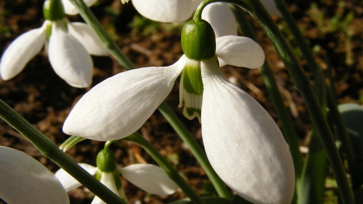 superstitii de martisor ce sa faci de martisor ca sa ai noroc tot anul