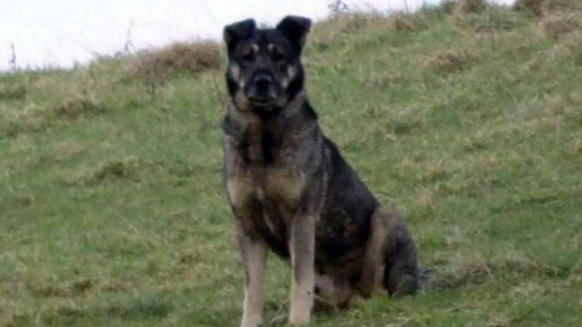 un maidanez din romania a reusit sa provoace un adevarat scandal in scotia