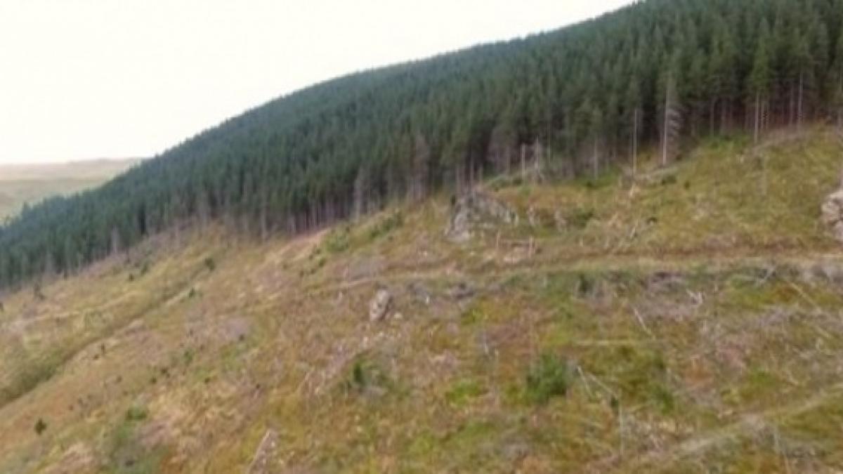 padurile romaniei carate pe calea ferata reteaua feroviara care a impanzit muntii vrancei