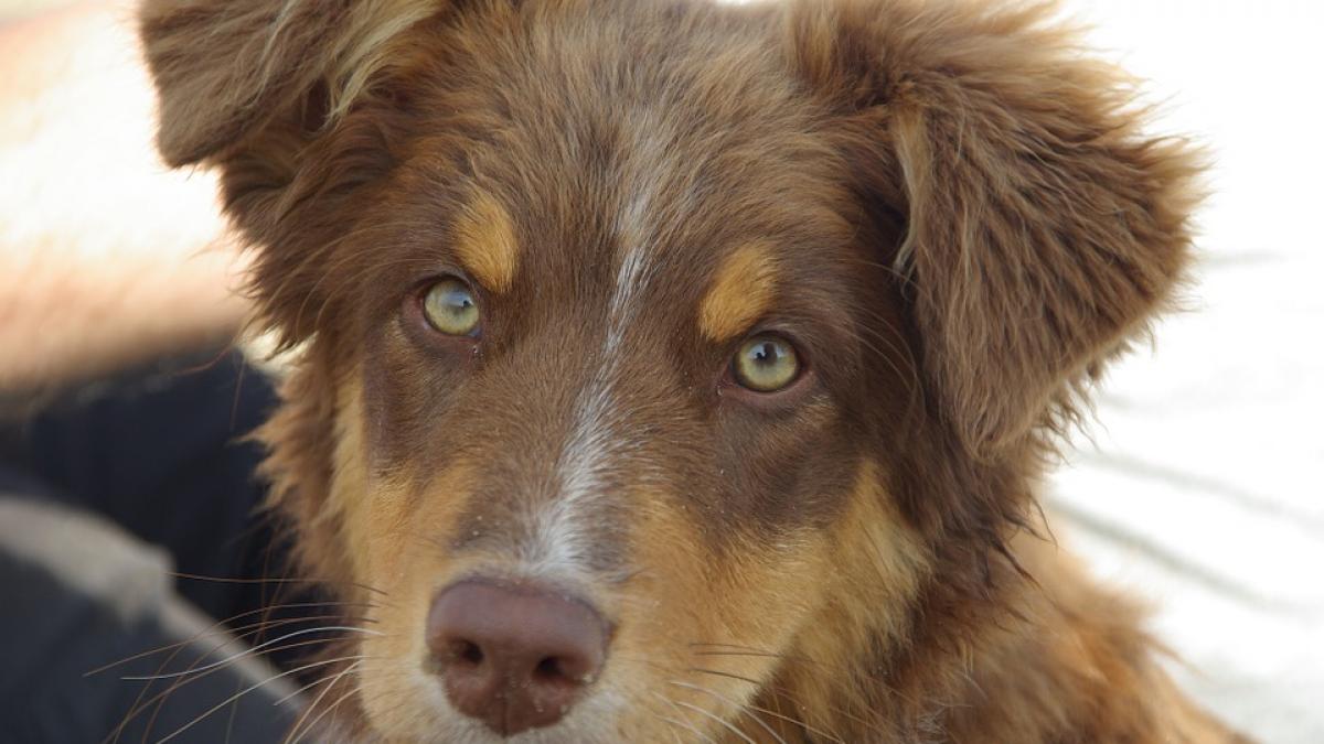 un caine a devenit vedeta pe internet dupa ce s a luat la intrecere cu un bebelus cine a spus