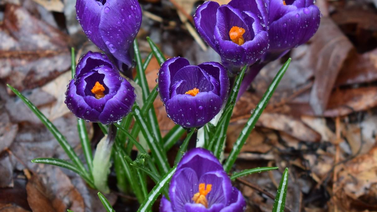 vreme schimbatoare la inceput de primavara vezi prognoza meteo