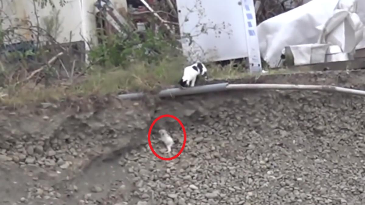 acest pui de pisica este in pericol reactia mamei sale este incredibila video