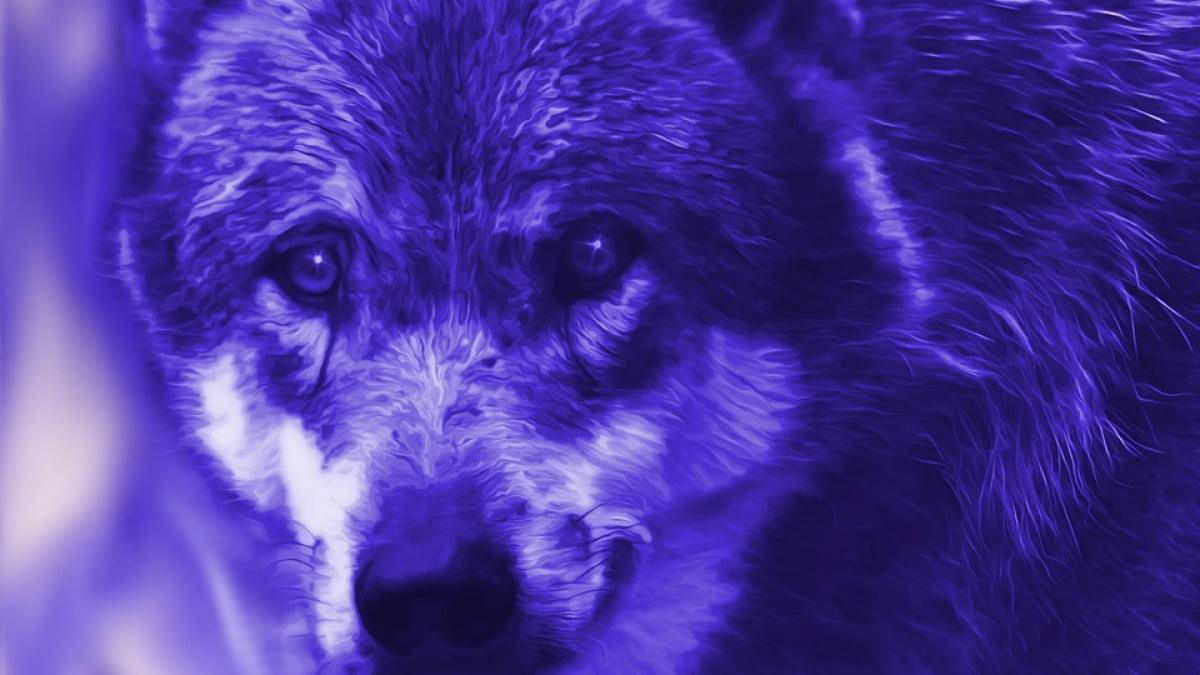 fenomen uluitor la cernobil ce se intampla cu lupii care traiesc in zona contaminata