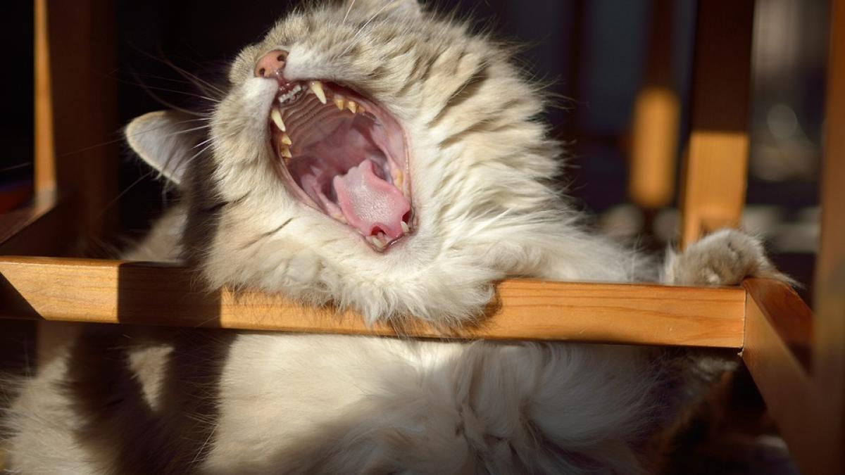 a crezut ca a gasit cativa pui de pisica in hambar cateva luni mai tarziu a avut parte de o surpriza