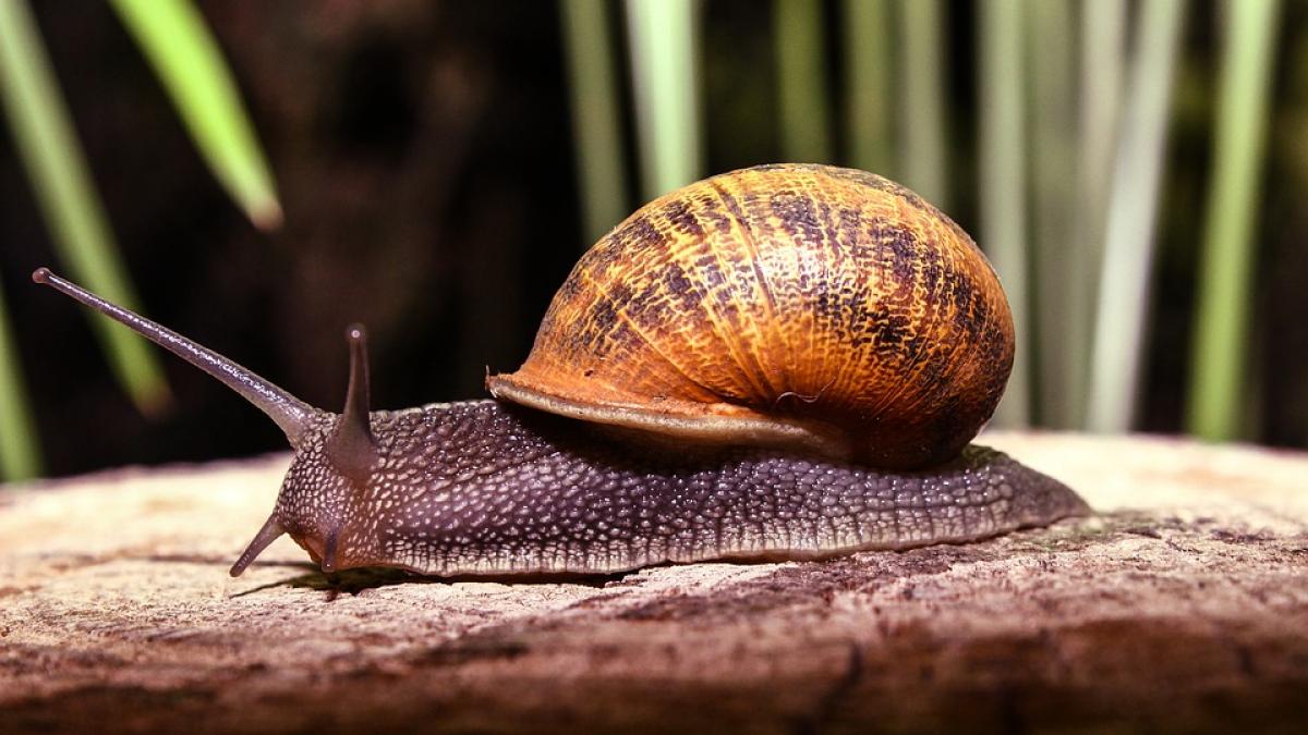 a pus un melc sa treaca peste o dara de zahar este incredibil la ce a folosit apoi mixul rezultat