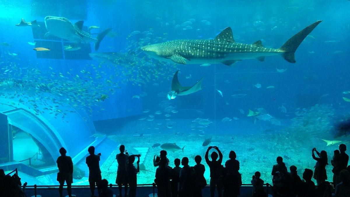 o femeie loveste cu pumnul in acvariul cu rechini in clipa urmatoare regreta gestul video