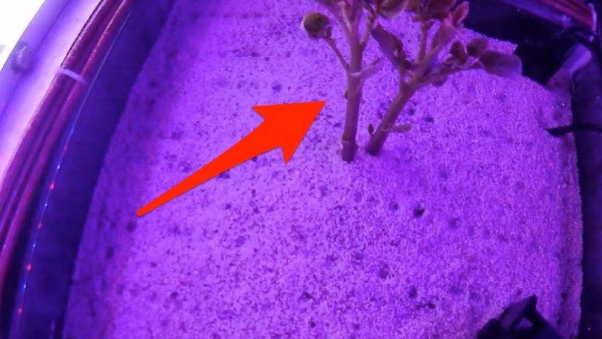 imaginile de la nasa care arata ca putem creste legume pe marte rezultatele sunt promitatoare