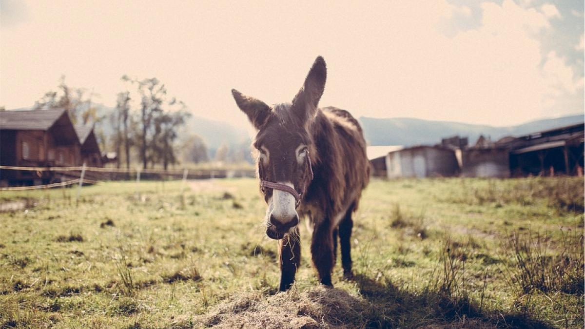 prognoza meteo care nu dadea gres acum 100 de ani cele mai cunoscute semne care anuntau ca va ploua
