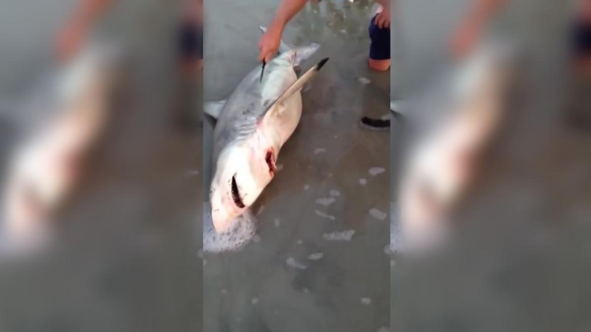 a taiat burta unui rechin pentru ca a observat ca misca ceva inauntru ce a descoperit l a lasat