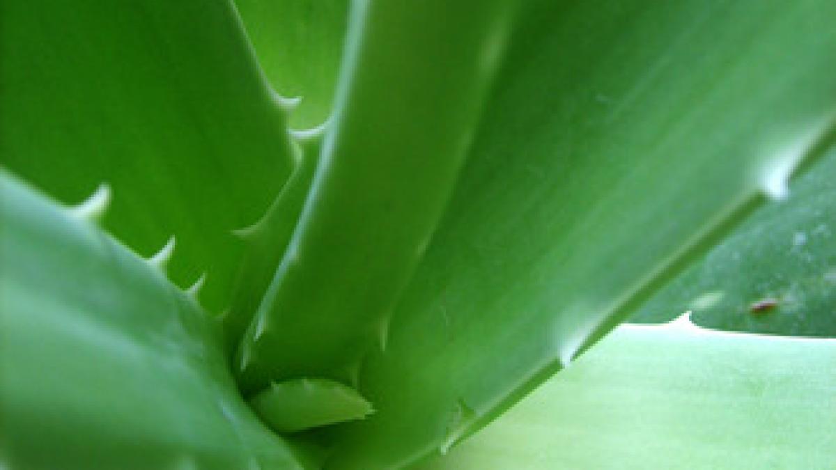 secretul ritualului de frumusete al reginelor egiptene foloseau o planta pe care multi romani o au