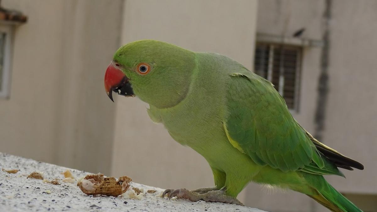 cei sase papagali colorati care s au asezat in parcul tineretului au trecut cu bine iarna