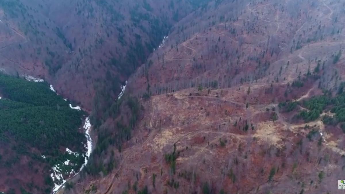imagini dezolante cu padurile din zona lacului vidraru agent green e un peisaj aproape apocaliptic