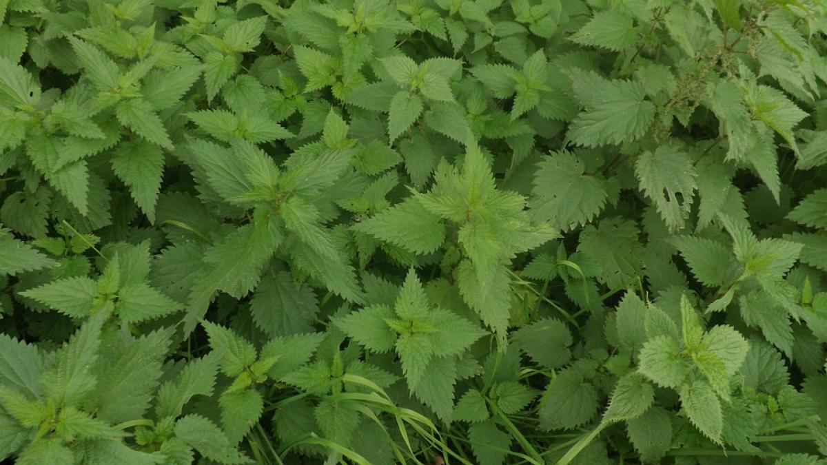 adevarul pe care nimeni nu il spune despre urzici nu mai manca daca suferi de aceasta boala