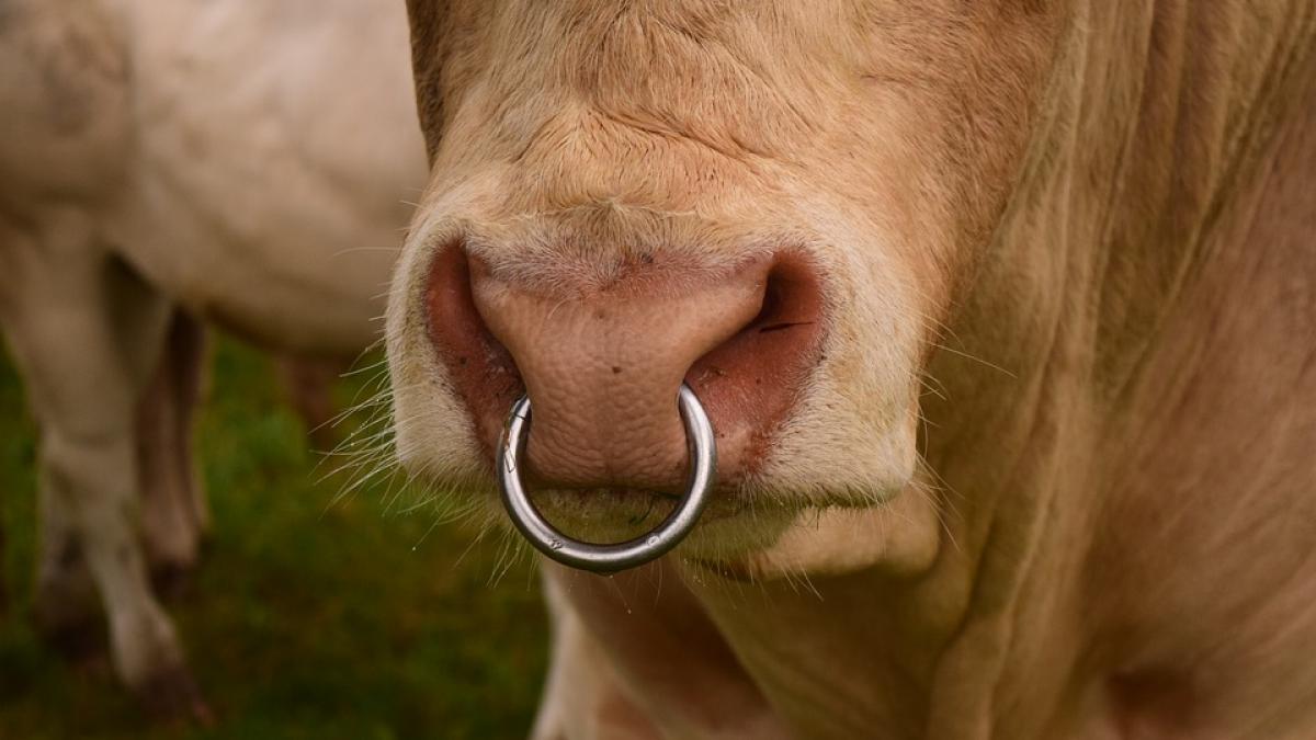 au chemat veterinarul pentru ca vaca lor nu putea sa fete au avut insa un soc cand au vazut ce a