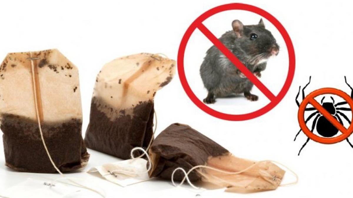 combinatia geniala de doua ingrediente care te scapa pentru totdeauna de paianjeni si soareci