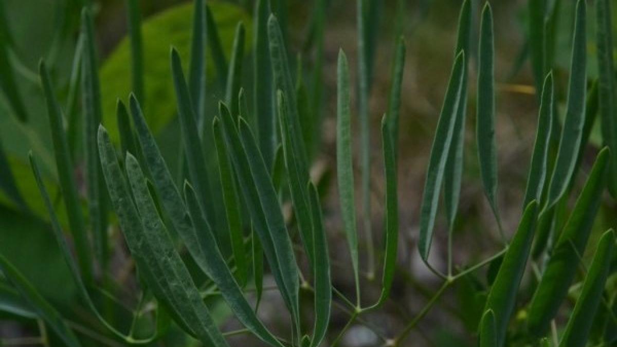o noua specie de planta descoperita in romania biologii spun ca a supravietuit miraculos