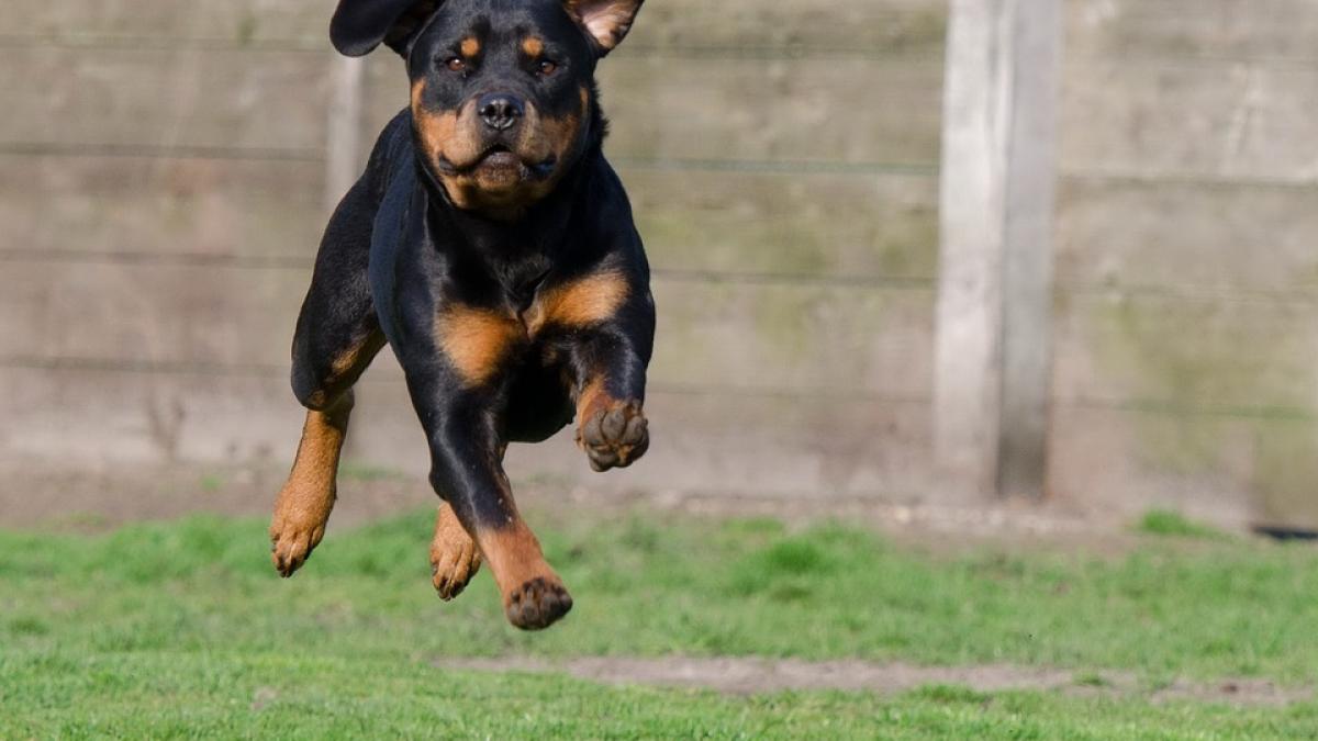 incident horror in filiasi membrii unei familii mutilati de un rottweiler o persoana este in stare