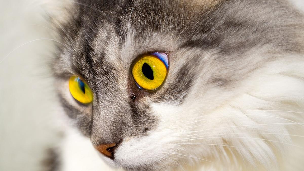 motanul larry risca sa fie concediat ipostaza compromitatoare in care a fost fotografiata felina