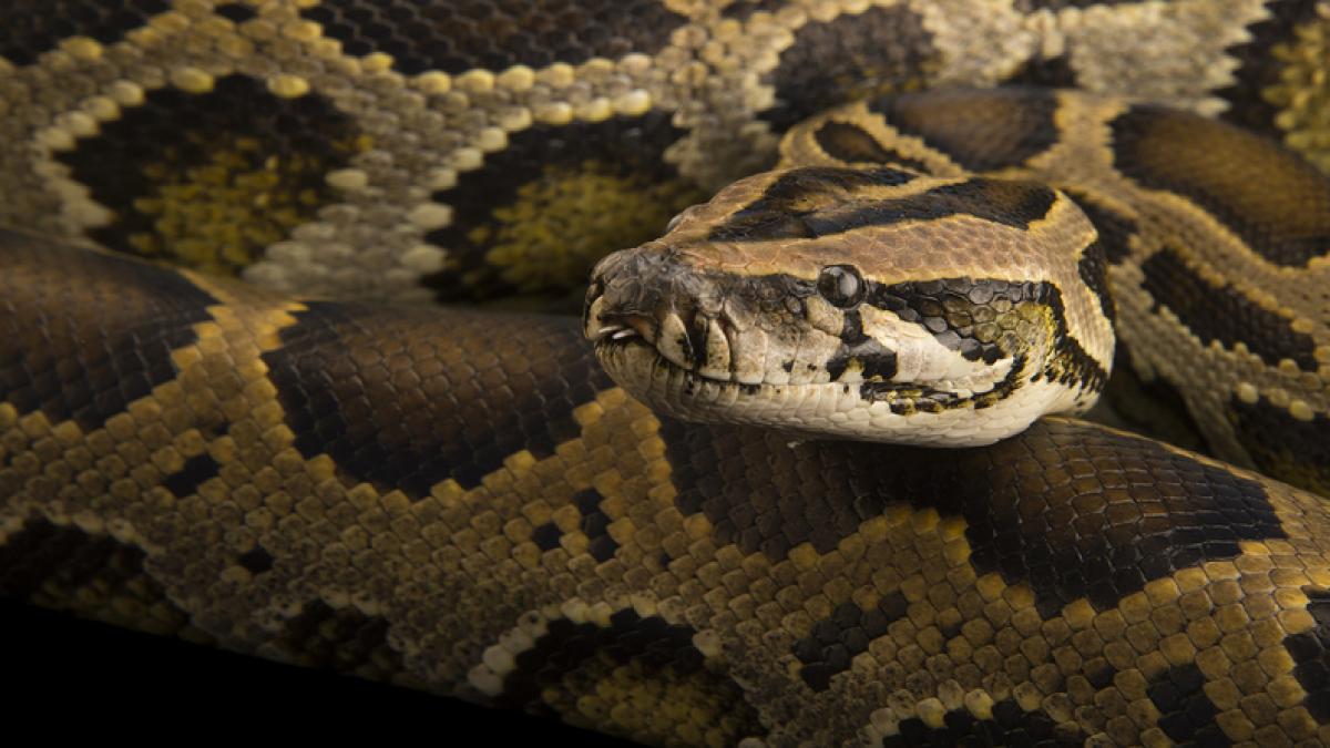 si a gasit cainele cu un piton urias incolacit in jurul sau a apelat la singura solutie pe care o