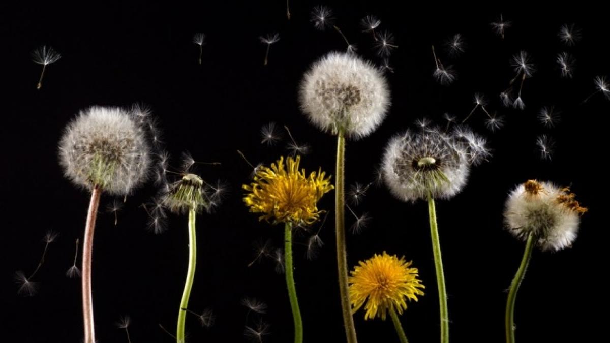 alergiile de primavara pericolul nebanuit la care suntem expusi