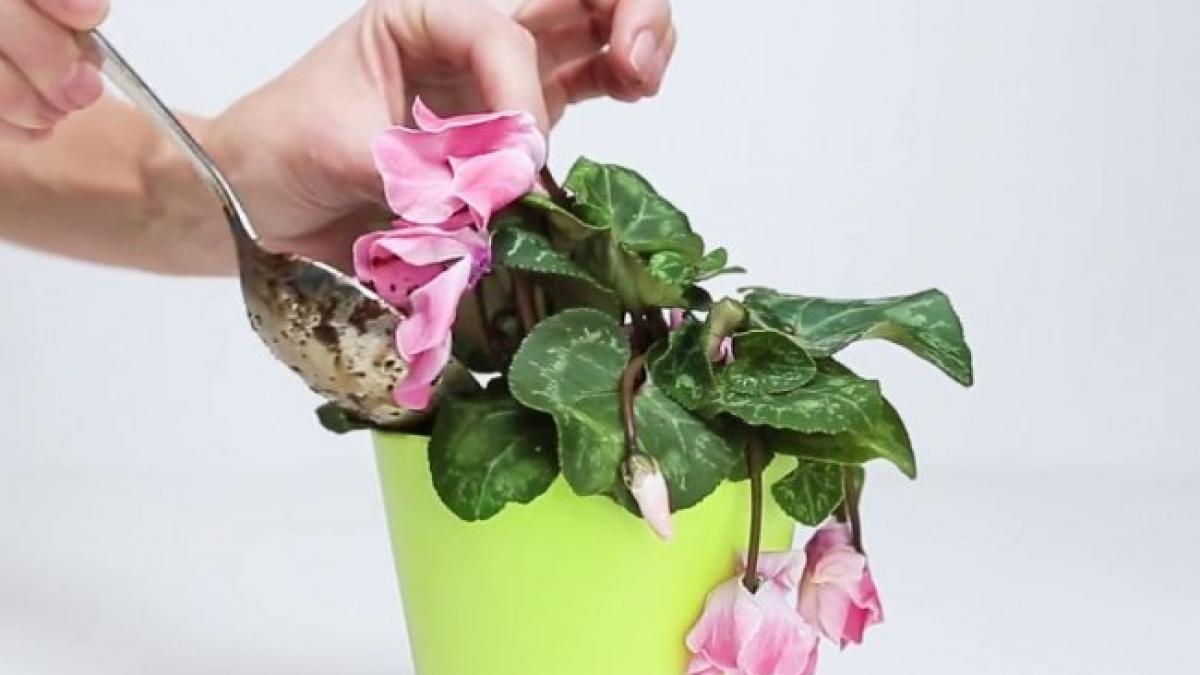 trei ingrediente care aduc orice planta uscata la viata