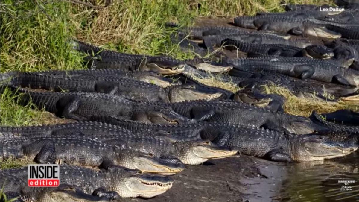 cum arata 200 de crocodili la un loc un fotograf a surprins imaginea video