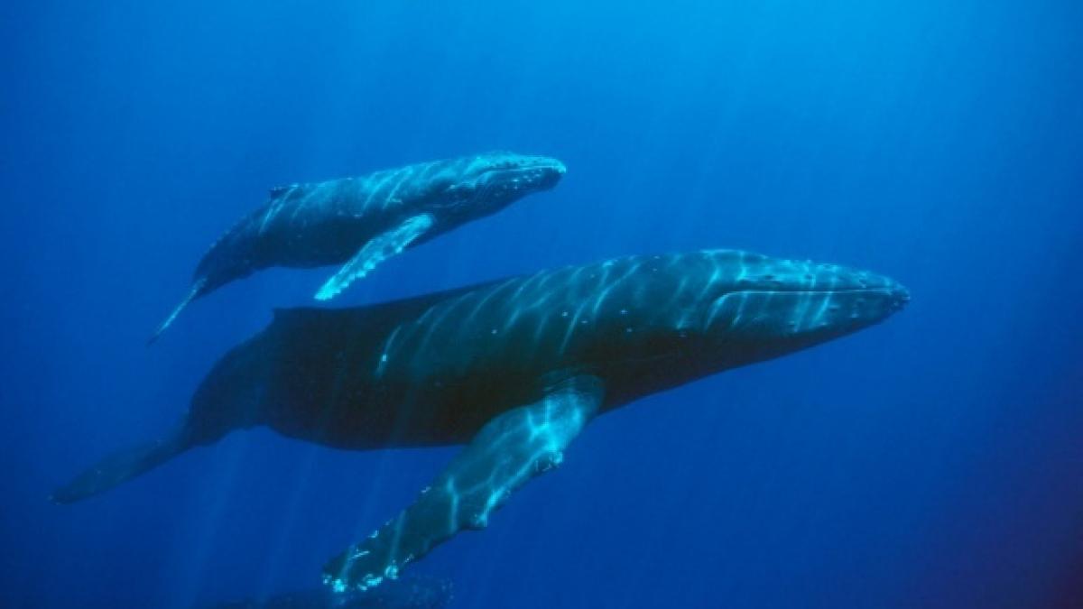 jocul balena albastra un ploiestean a apelat la politie din cauza jocului care face victime printre