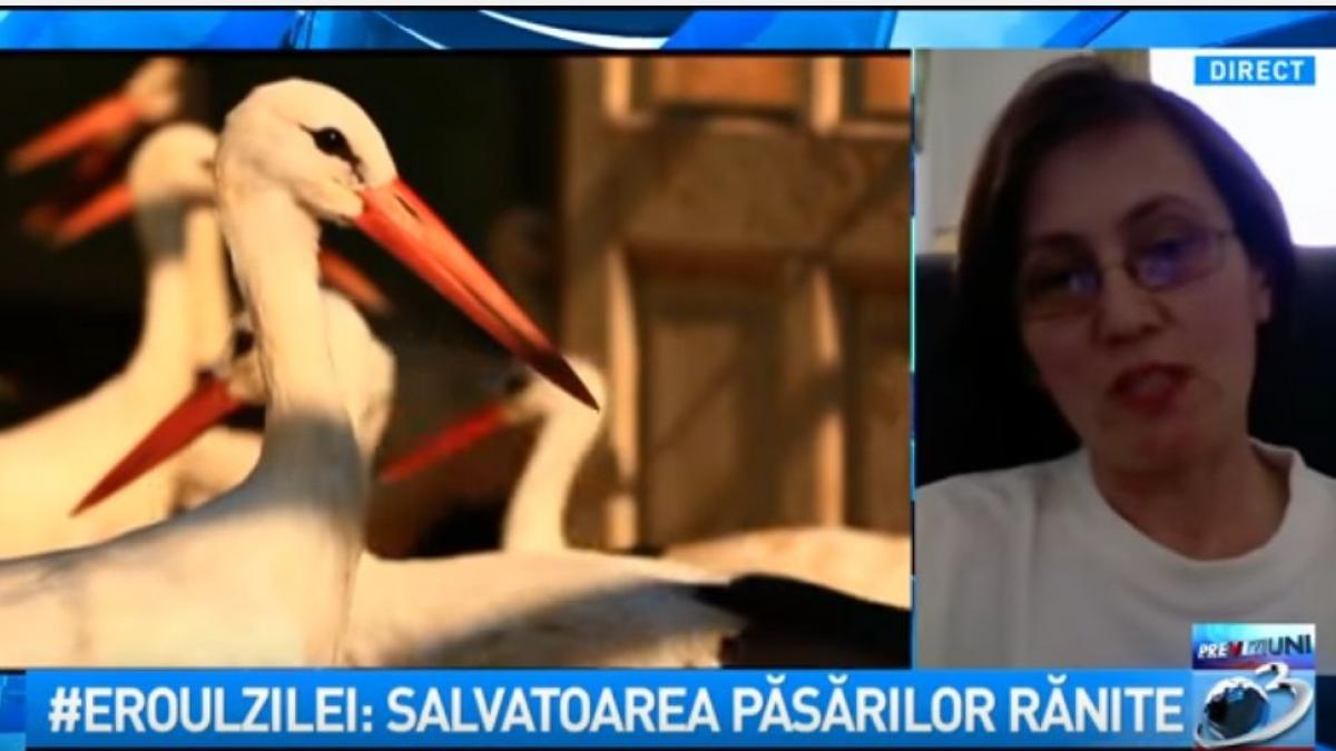 eroul zilei salvatoarea pasarilor ranite