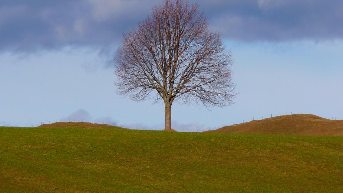 proiect inedit intr un oras din romania plantezi copaci pentru autorizatie de constructie de cati