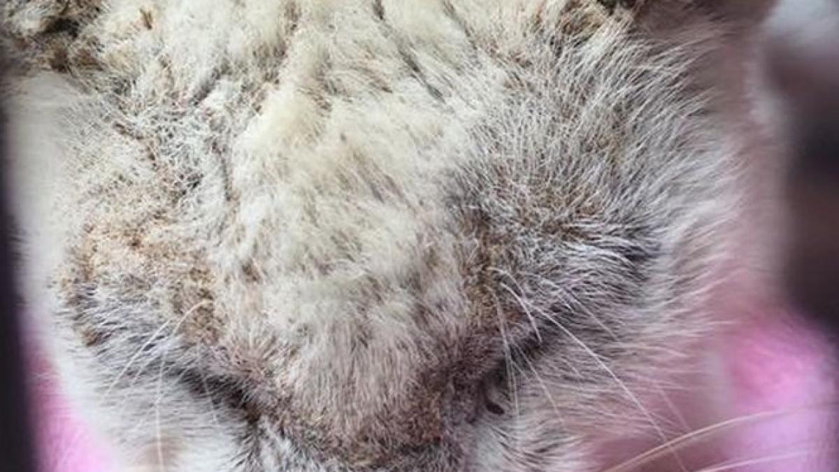 a gasit o pisica murdara si oarba pe strada nu credea ca o sa supravietuiasca dar a dus o la