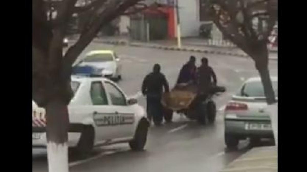 halucinant cal lesinat impins in caruta de cei care l au epuizat politia i a ignorat complet