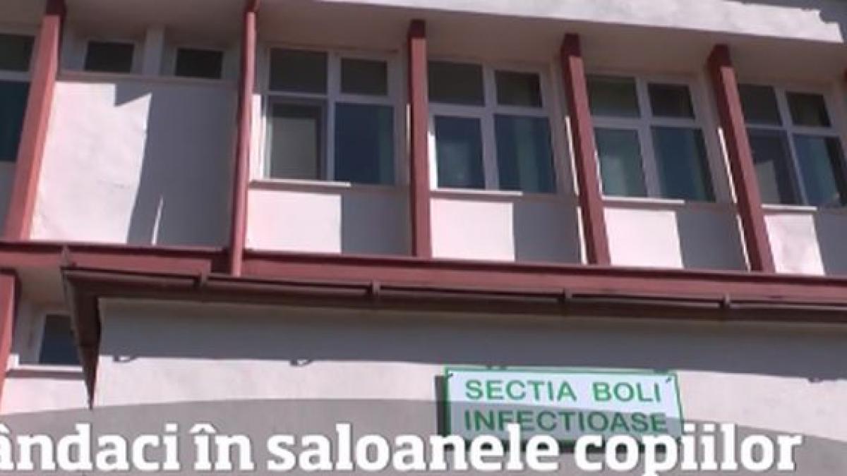 gandacii nu sunt periculosi sunt doar neplacuti la vedere este reactia incredibila a unui director