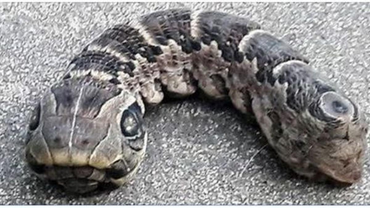 sapa in gradina cand a dat peste o creatura ciudata cu doua capete n am mai vazut niciodata asa ceva